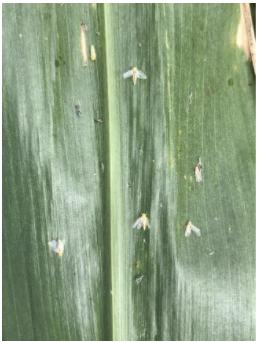 leafhoppers after insecticide