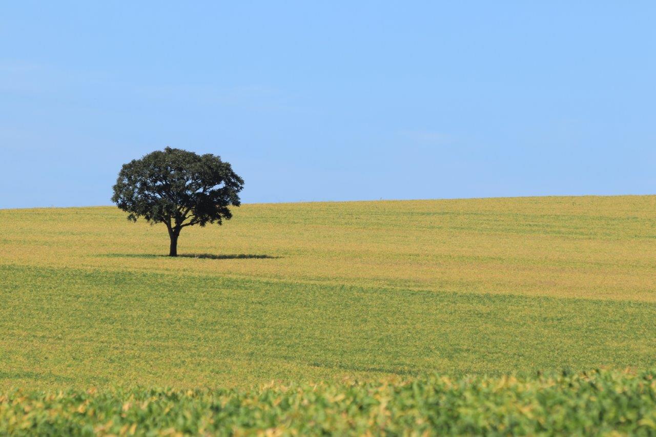 Agricultura 4.0: Otimização da bovinocultura a pasto - Agribrasilis ...