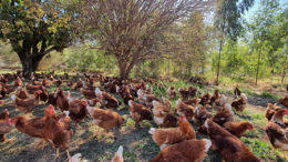 agricultura orgânica