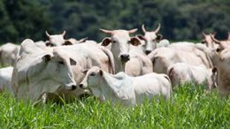 nutrição mineral gado corte pasto