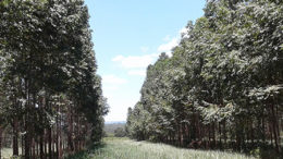 Agrosilvopastoral systems agrosilvipastoril ilpf ufmg leidivan frazão