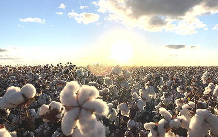 Algodão Safra 2019 2020 plantio bahia brasil cotton