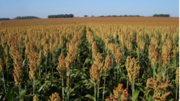 sorgo sorghum