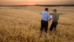 IBM Agricultura Digital blockchain