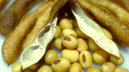 soybean / soja