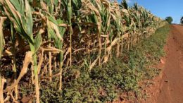 fecoagro