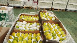Fruits in Brazil