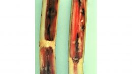 sugarcane with pineapple rot