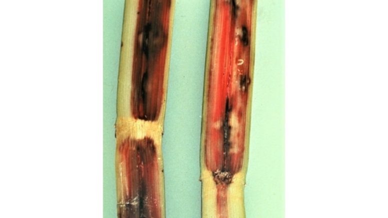 sugarcane with pineapple rot