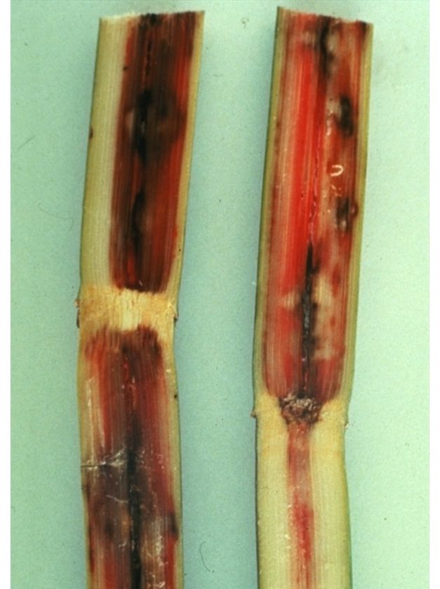 “Pineapple rot” can reduce sugarcane yield by up to 40% - Agribrasilis ...