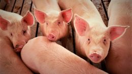 pig farmers