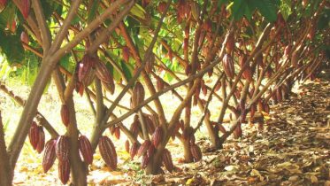 produção de cacau no Brasil/ production of cocoa in Brazil