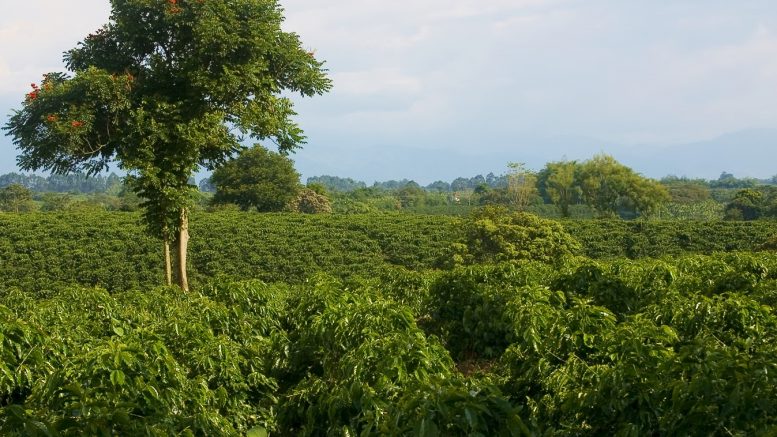 Coffee breeding in Colombia