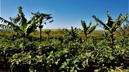 negócio agroflorestal