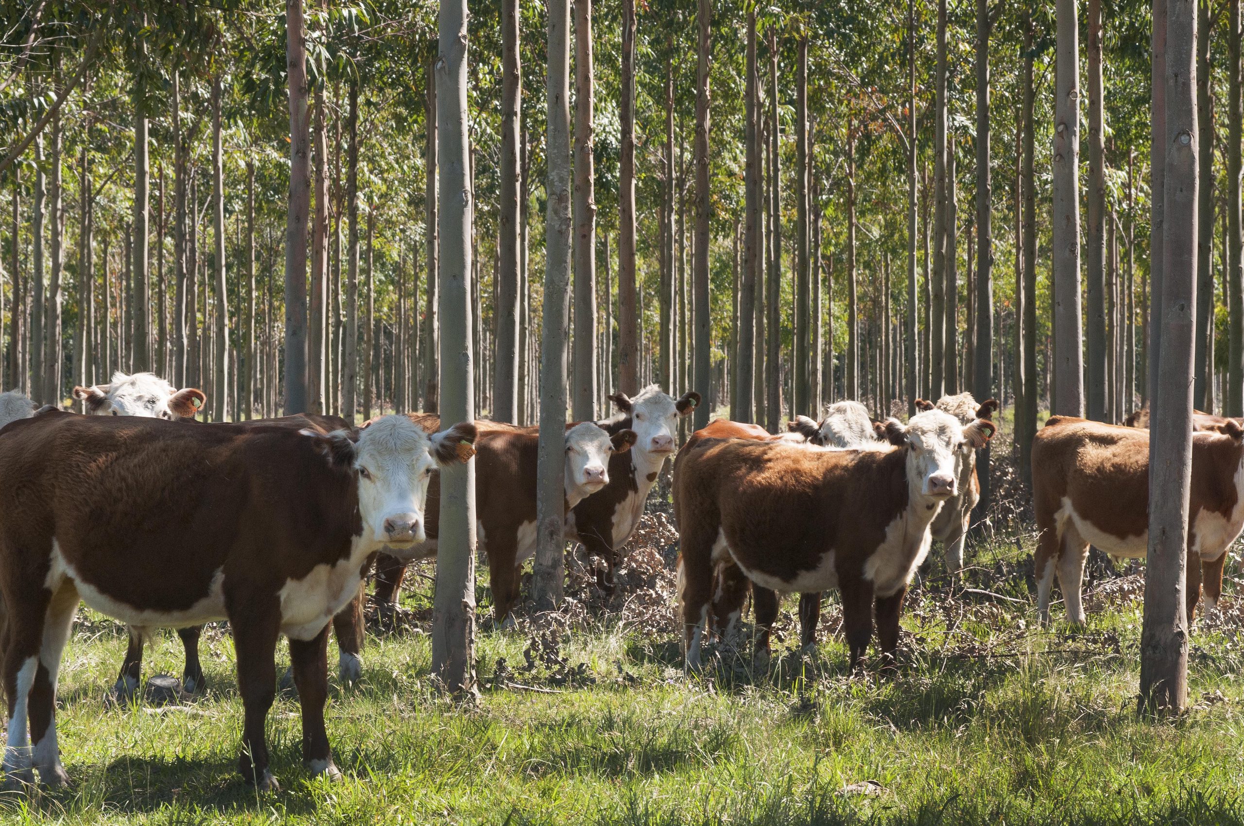 Agroempresa Forestal