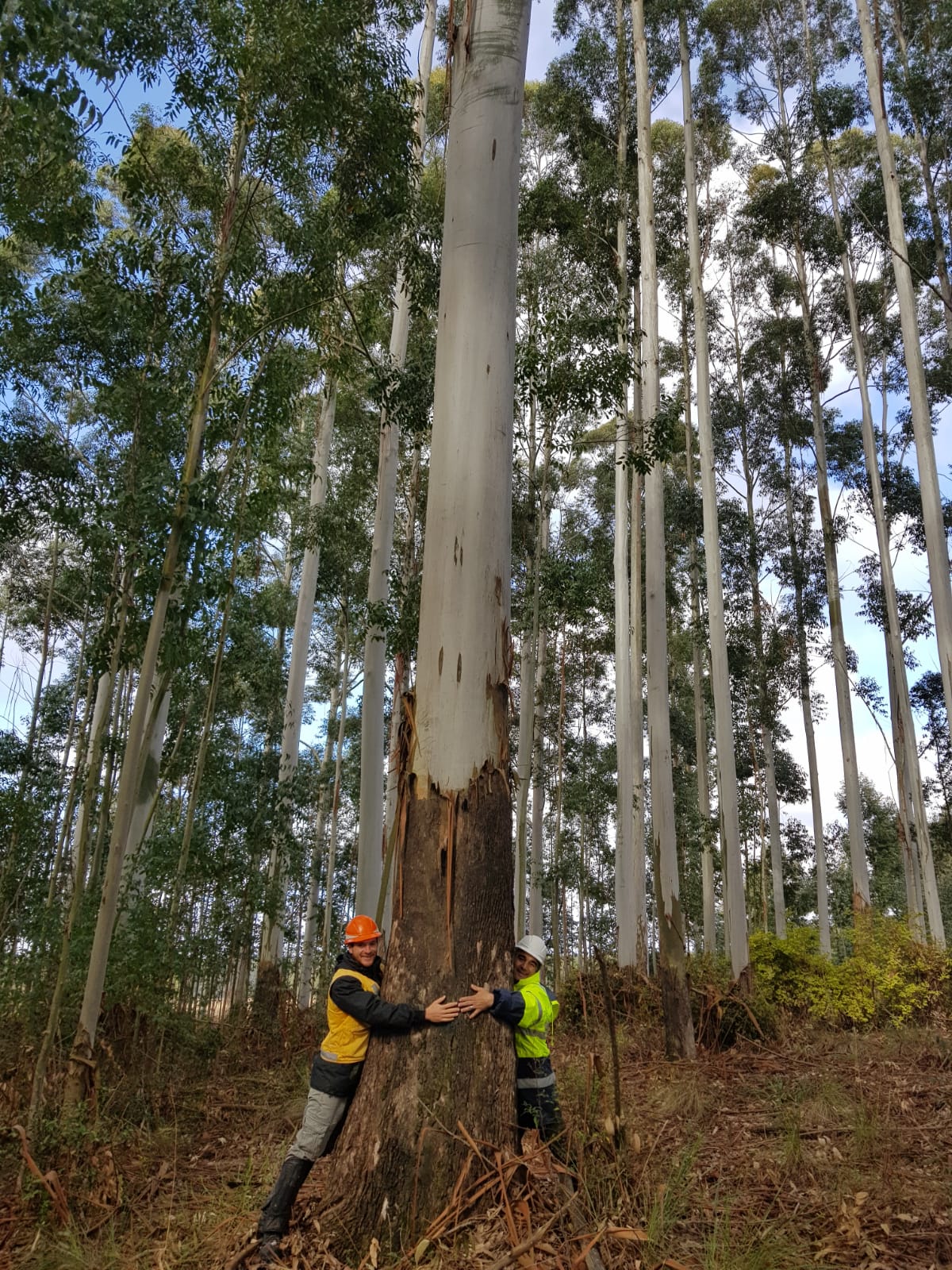 Agroempresa Forestal