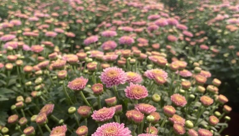 Setor de flores e plantas ornamentais pode crescer 12% em 2022 -  Agribrasilis - Inside Agribusiness