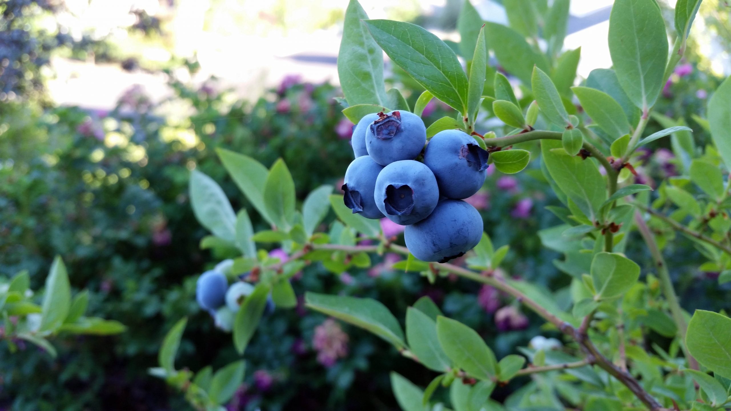 https://agribrasilis.com/wp-content/uploads/2023/04/rubel-blueberry-2918485-scaled.jpg