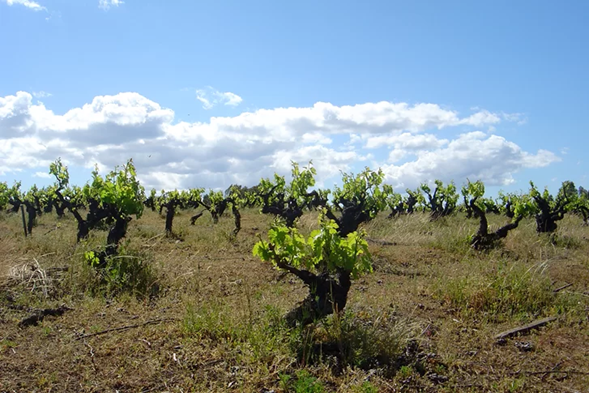 Enoturismo no Chile: a Rota do Vinho no Vale do Maule