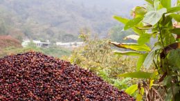 Brazilian coffee