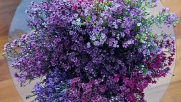 Waxflowers