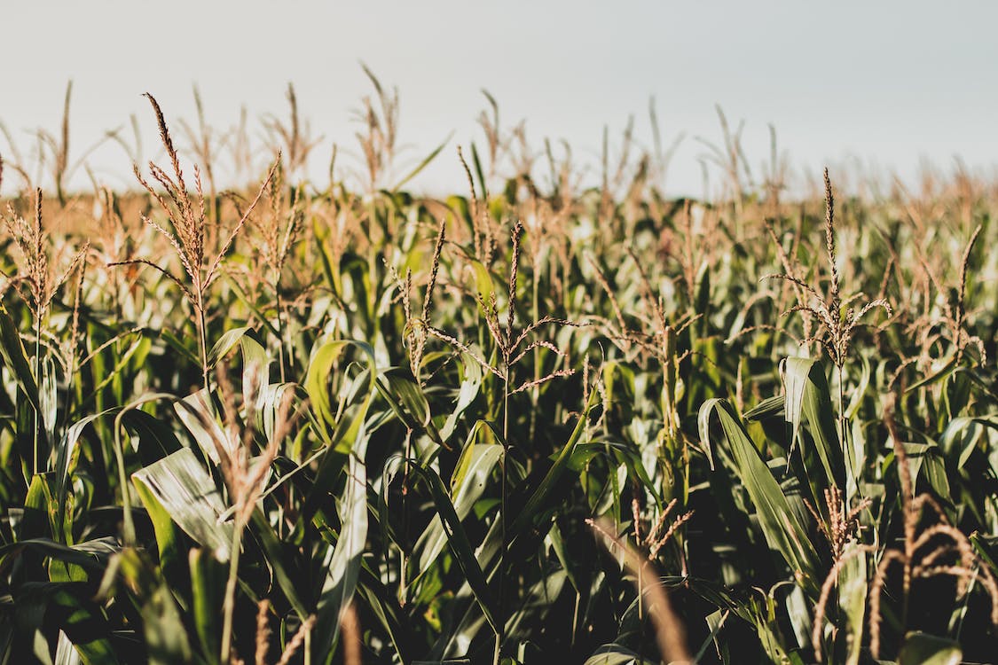Cultural Practices, Use of Hybrids, and Corn Co-inoculation Are ...