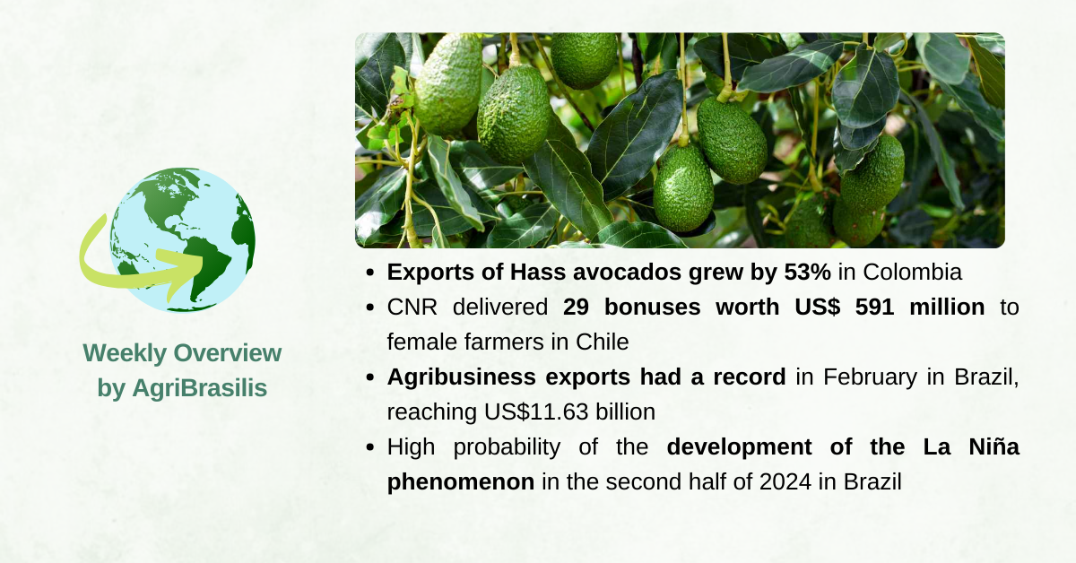 Exports of Hass avocados grew by 53% in Colombia