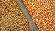 seed quality