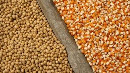 seed quality