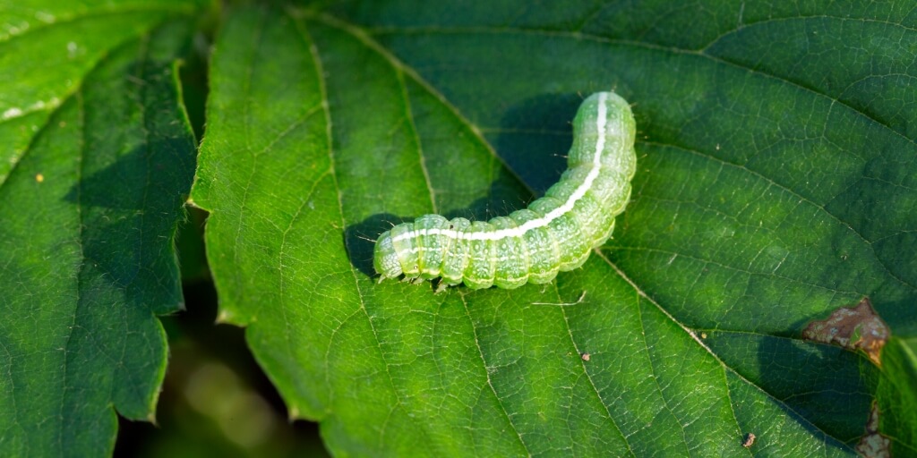 Integrated Soybean Pest Management Increases Profitability and Saves Chemical Pesticides in Brazil