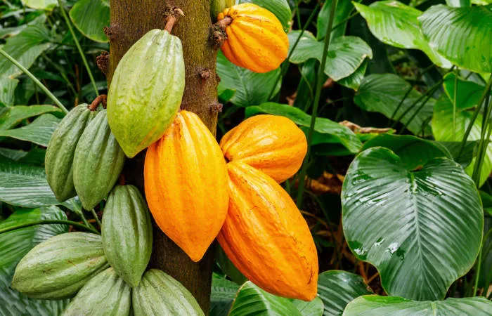 Cocoa Market Experiences Uncertainty and Price Fluctuations in Brazil