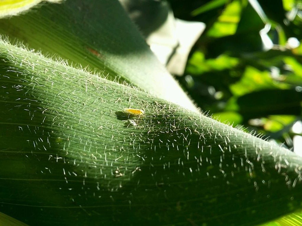 Corn Leafhopper Damages Getting Worse Every Year in Brazil ...