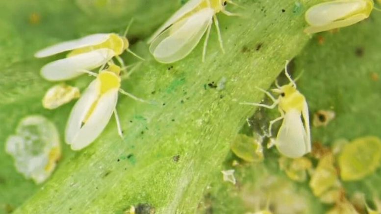 Biological control using entomopathogenic microorganisms is another tool in Integrated Pest Management (IPM), which has demonstrated excellent results in pest control