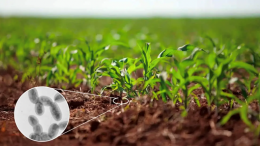 inoculant soybean
