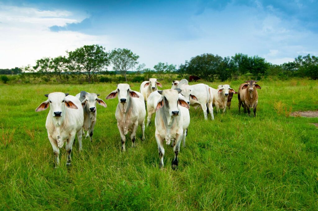 Pecuária precisa urgentemente de manejo hídrico sustentável