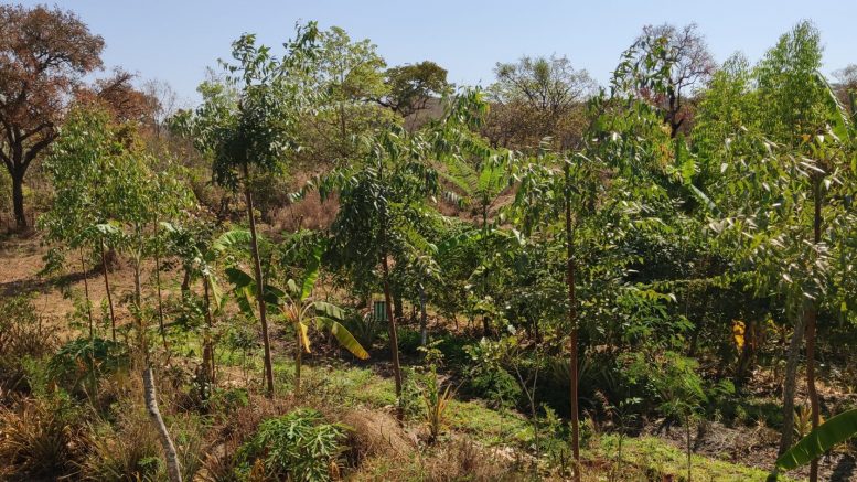 Agroforestry Carbon