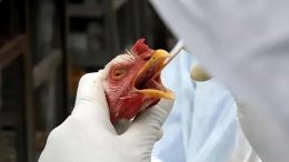 exportações de frango