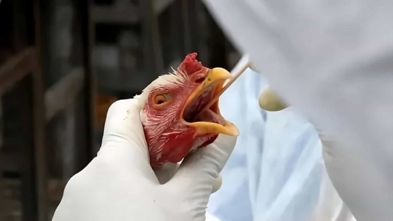 exportações de frango