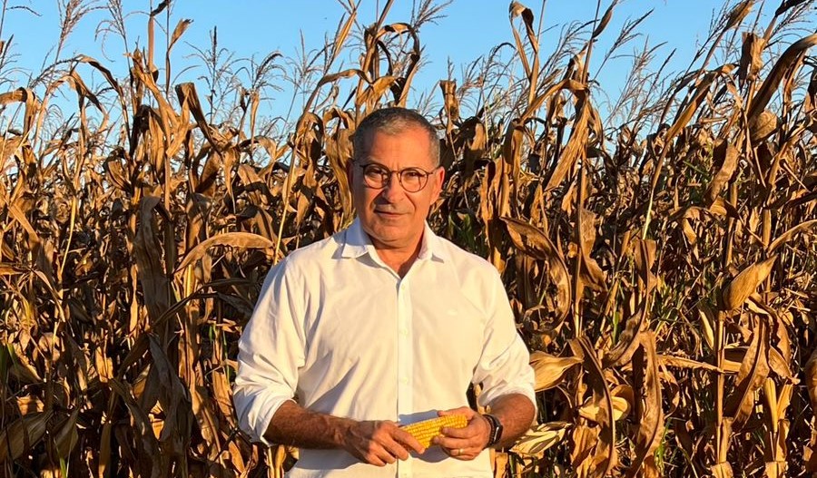 Brasil está se tornando país do milho: produção ameaça superar a soja