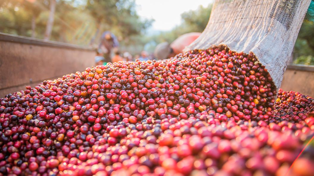 Overview by AgriBrasilis (19/07/25 – 25/07/25)