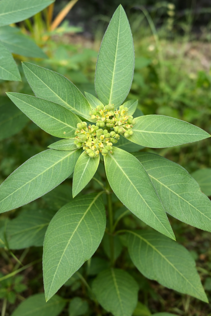 Crop Protection and Nutrition – Weekly Update Brazil & Latin America (03/26/26 – 04/01/26)