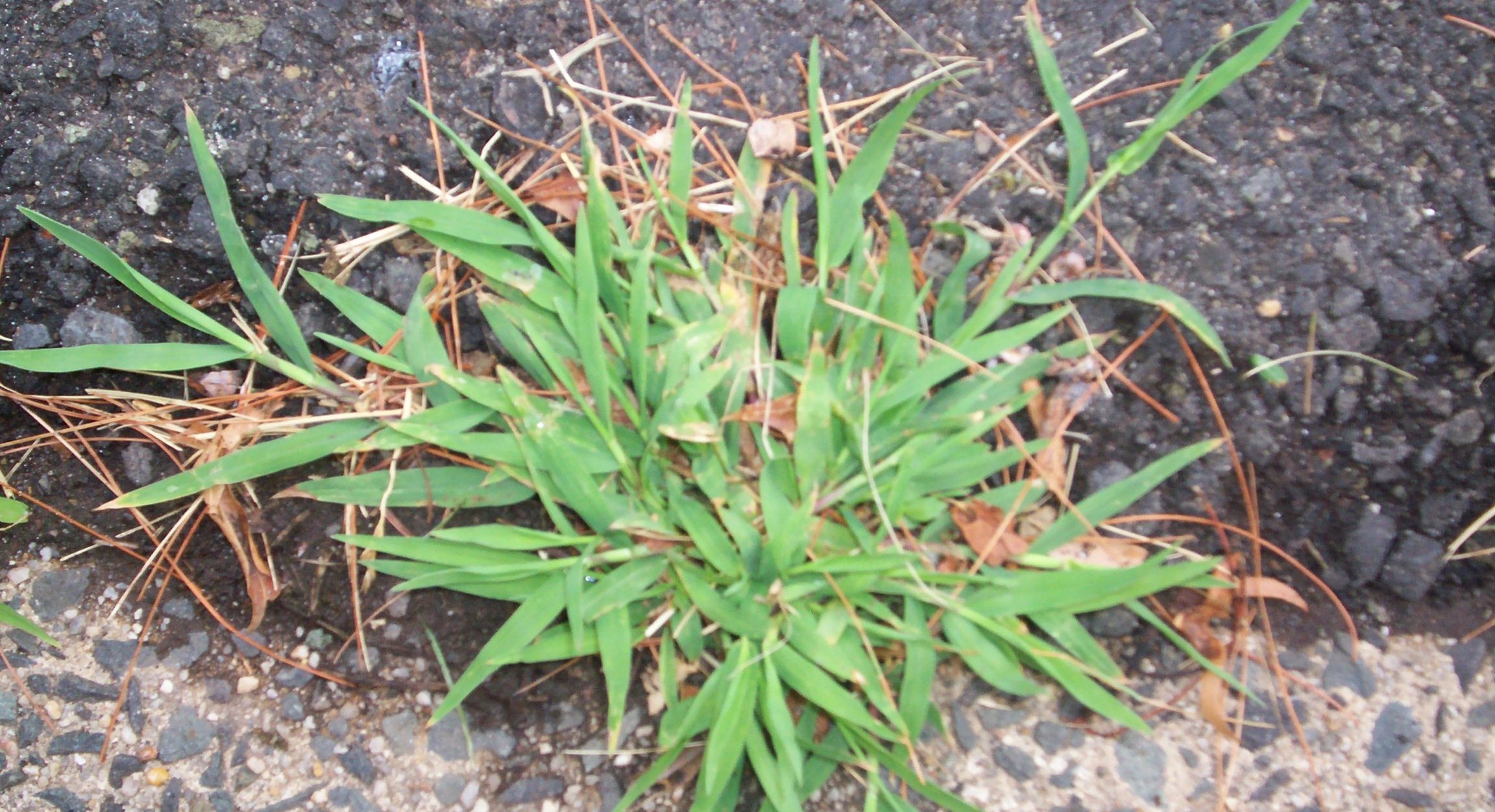 Crop Protection and Nutrition – Weekly Update Brazil & Latin America (04/16/26 – 04/22/26)