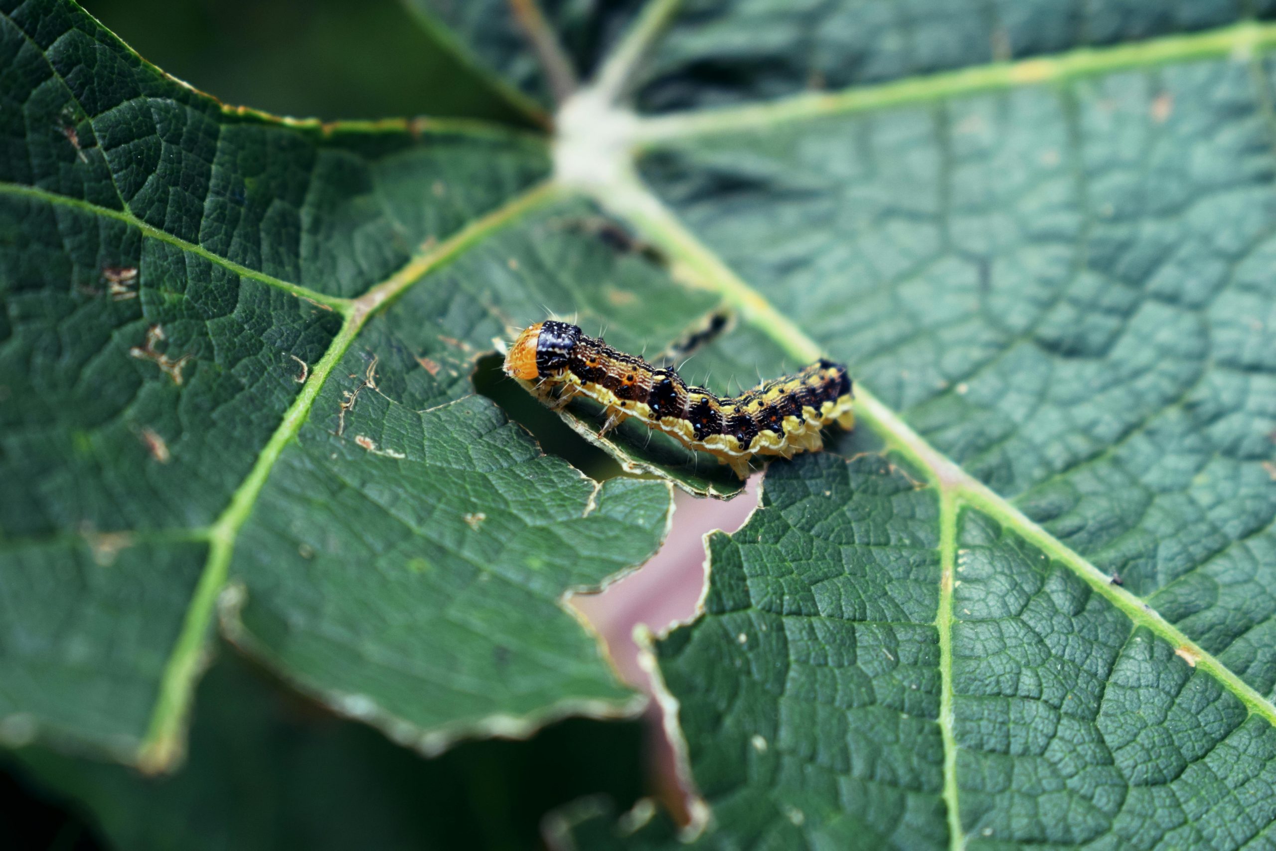 Brazil Needs Biological Control Technology Built for Tropical Agriculture