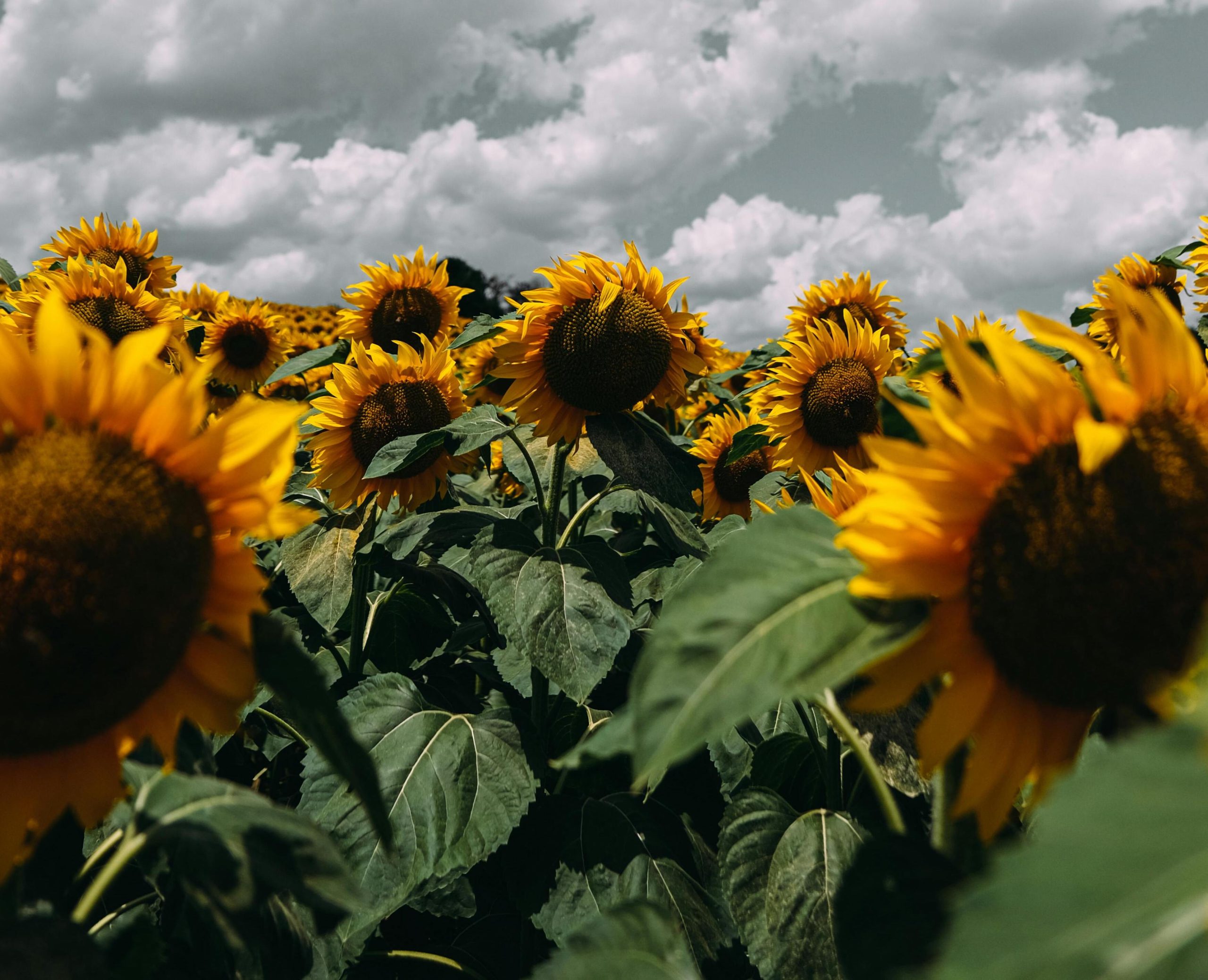 Overview by AgriBrasilis (04/18/26 – 04/24/26)