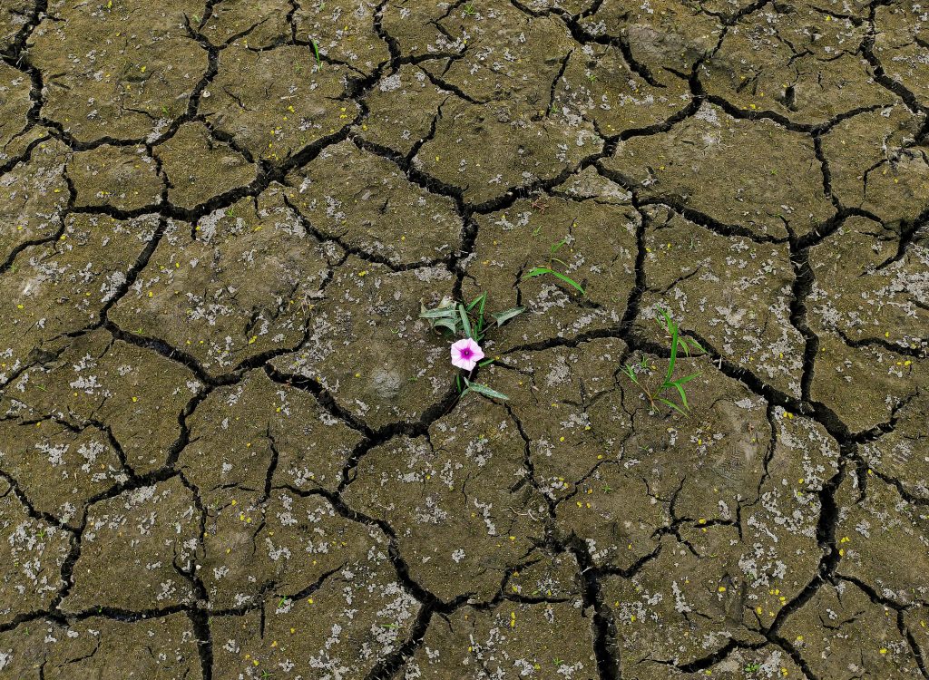 La crisis climática ya ha causado pérdidas multimillonarias para el agro uruguayo