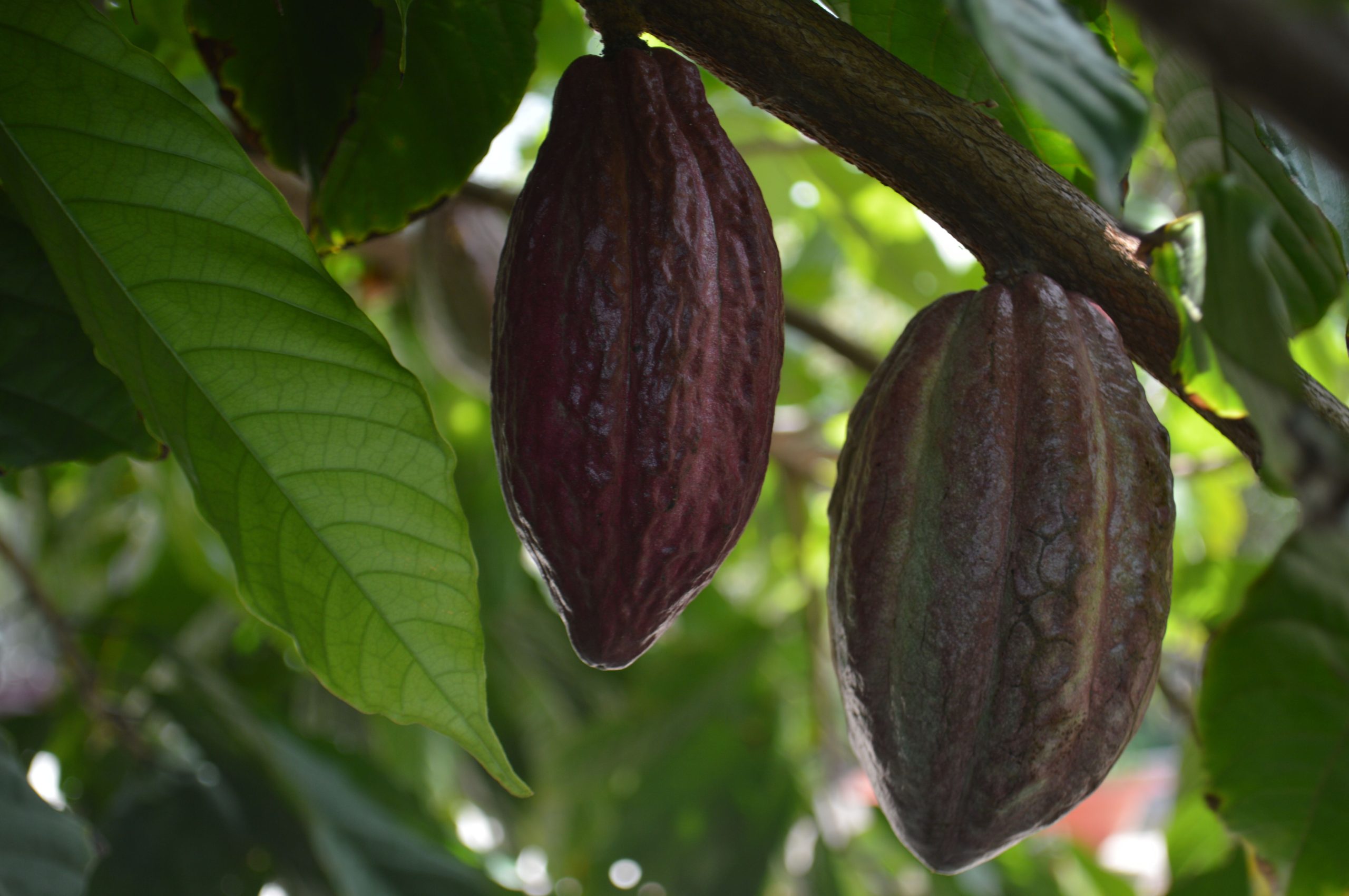 Proteção e nutrição de plantas – Update Semanal Brasil & América Latina (25/06/26 – 01/07/26)