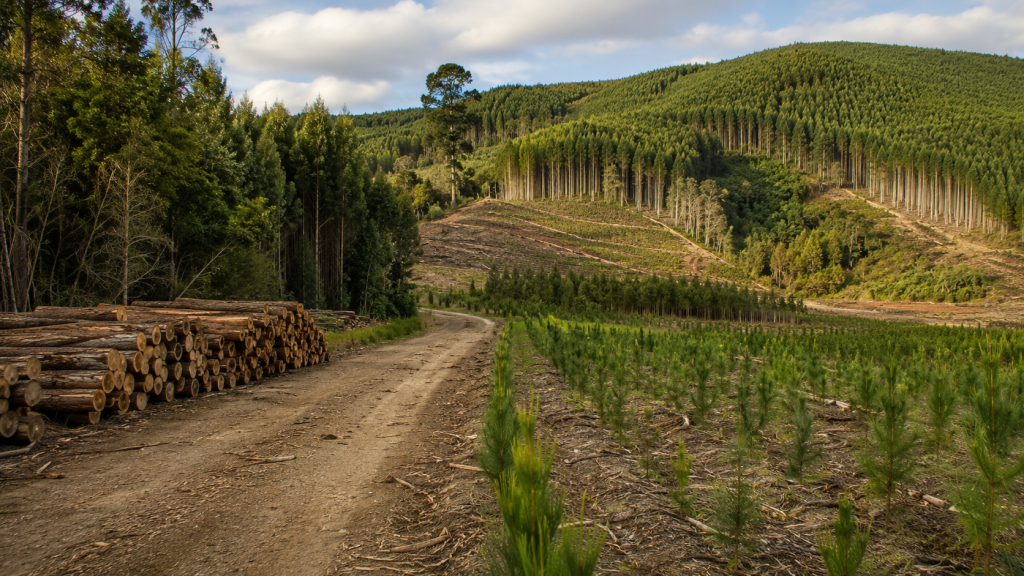 Environmental Report Brazil & Latin America (07/26/26 – 08/01/26)