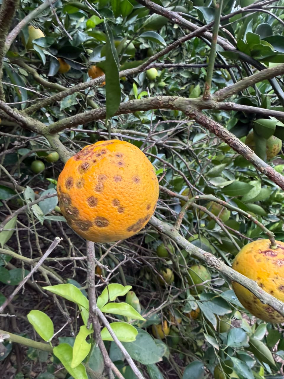 Pomares adensados e resistência a acaricidas desafiam o manejo de ácaros na citricultura