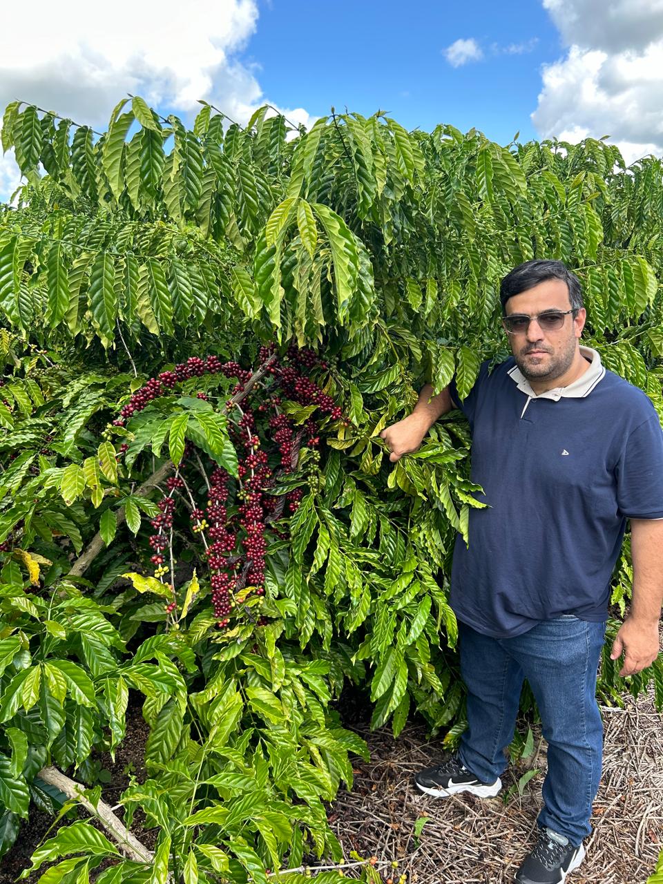 Café conilon ganha mercado com potencial acima de 120 sacas/ha